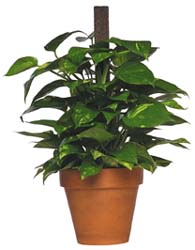Philodendron Plant