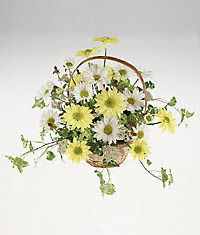 A daisy basket arrangement