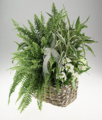 Green and blooming plants basket