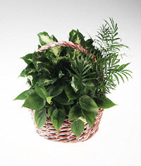 Mixed planter basket