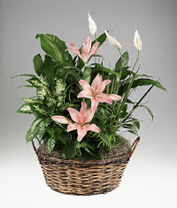 Mixed foliage basket