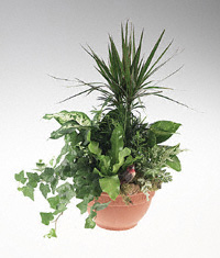 Garden of mixed green plants