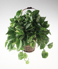 Pothos plant
