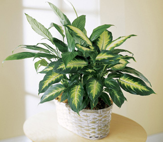  Spathiphyllum and Dieffenbachia  