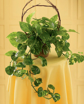  Under the Vine Planter  