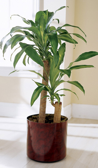  Corn Plant  