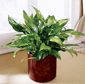  Chinese Evergreen  