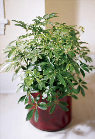  Schefflera Arboricola  