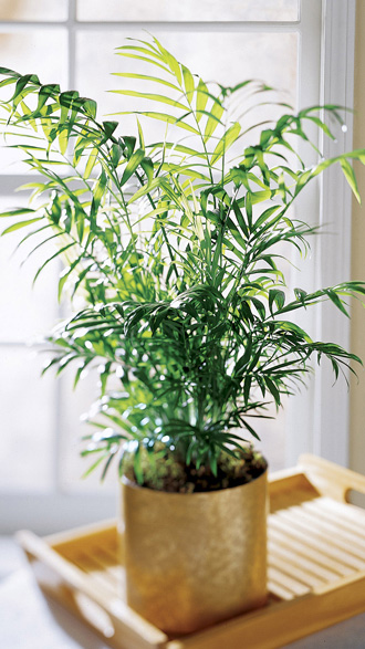  Palm  