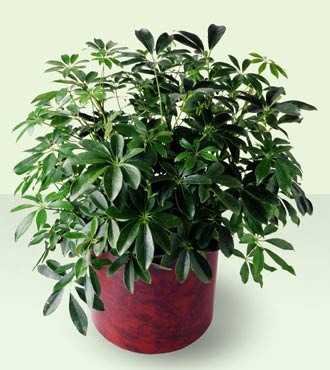 Schefflera Arboricola