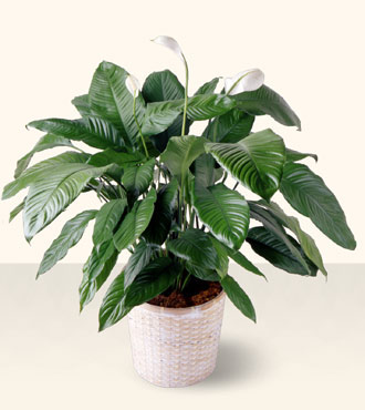 Spathiphyllum