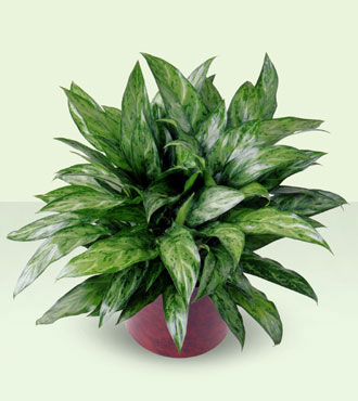 Chinese Evergreen