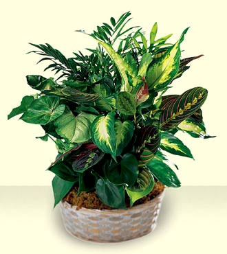 The Woodland Greens Assortment