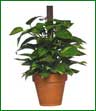 A lush philodendron plant on pole.