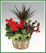 A garden of green plants  in a basket accented with  color.  Container shown may vary. If specific container is not available it will be substituted with a container of equal value.