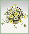 A sunny basket of yellow and white daisy spray mums, with ferns.
