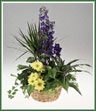 A garden planter accented with blue and and yellow  flowers for a new baby boy. Container shown may vary. If specific container is not available it will be substituted with a container of equal value.