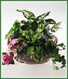 A botanical basket of plants with pink accents and sheer ribbon. Container shown may vary. If specific container is not available it will be substituted with a container of equal value.
