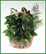 A basket of mixed green plants. Appropriate for funeral home, or home.