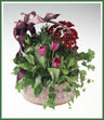 A planted basket of green and blooming plants.