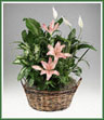 A splendid array of foliage plants in a basket finished with  fresh pink asiatic lilies. Container shown may vary. If specific container is not available it will be substituted with a container of equal value.
