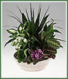 A European garden of green plants with either a blooming plant or fresh flower decoration.  Should the ceramic container shown not be available, plants will be in a basket.  If specific container is not available it will be substituted with a container of equal value.