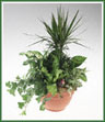A terra cotta container filled with dracaena, dieffenbachia, ivy and more. Should  terra cotta not be available, plants will be in a basket. Container shown may vary. If specific container is not available it will be substituted with a container of equal value.