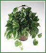 A variegated leaf pothos plant in a basket .