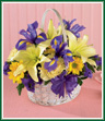 Capture the Spirit of Spring with this traditional bouquet. A handled bamboo basket holds bold purple iris and statice that defer to lemon yellow Asiatic lilies, soft yellow carnations and bright yellow daisy poms. It's the perfect petite basket to celebrate any occasion. Style of basket may vary.