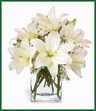 Lovely white Asiatic lilies are a wonderful way to celebrate a special day - or make an ordinary day special! Enhanced with sprays of white statice, our lilies are beautifully arranged in a clear glass vase. 