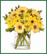 Yellow mini Gerbera daisies and bright yellow daisy pompons proclaim the Merry Month of May - even in Winter! This light-hearted bouquet is accented with glossy myrtle leaves and arranged in a clear glass vase.