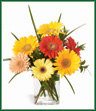 Warning! Gerbera Daisies may cause Happiness! This assortment of colorful Gerbera daisies is sure to bring smiles to whomever receives them. Great for any occasion, or just to say a bright 