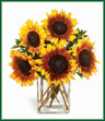 Enjoy the warm tones of Autumn found in these gorgeous sunflowers. Lightly accented with glossy myrtle stems and arranged in a rectangular glass vase, this is an ideal gift for a birthday, get well or any fall occasion.