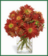 A sure symbol of Autumn, Red Rover daisy pompons and chrysanthemums are arranged in a clear glass rectangular vase. The deep red russet hues are perfect for celebrating any occasion or just to perk up a little corner of your world.