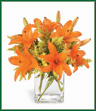 Glowing orange Asiatic lilies are interspersed with bright yellow solidago, lending a warm, cozy air to any room. Great to send a cheery greeting for any occasion! 