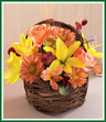 A twiggy harvest basket holds yellow Asiatic lilies and peach roses, peach alstroemeria and butterscotch daisy pompons with burgundy eucalyptus and wheat stems - all the sensational colors of Fall. It's a splendid basket for celebrating any special Autumn occasion. Style of basket may vary.