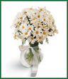 Easy daisy it. Over 3 dozen cheery white daisies bring a bright day to someone special. Arranged in a glass vase, this sweet bouquet will be welcome for any occasion. Style of vase may vary.