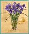 Fantastic. Ten stems of stately iris are placed in a square glass vase with just a touch of lily grass. They'll think you've picked these beauties from your garden just for them! Style of vase may vary.