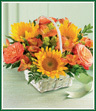 There's something about sunflowers - they're happy and it's contagious! These golden sunflowers are happy with the company they keep - pretty two-tone Circus roses, orange alstroemeria and sunny yellow solidago. This little basket is sure make your recipient happy, too! Style of basket may vary.